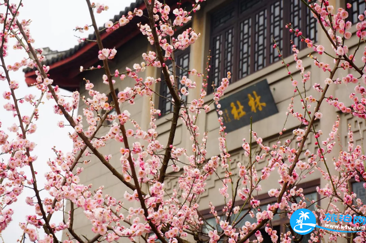 杭州春天赏花地点有哪些 2018杭州赏花攻略