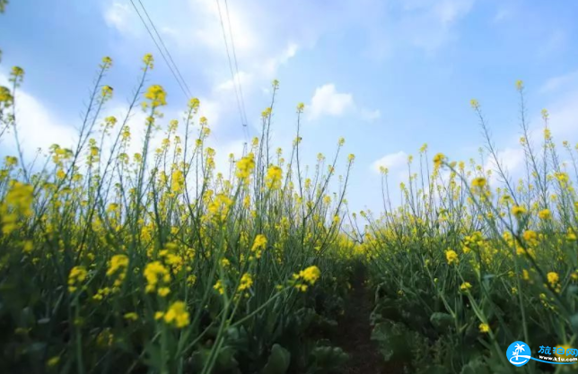 2018惠州油菜花攻略门票+地址