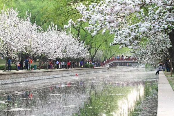 京城迎最佳赏花期 北京有哪些赏花的地方推荐2018