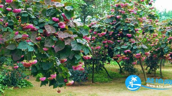 南宁春天赏花地点有哪些 2018南宁赏花地址+门票