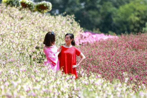 2018成都漫花庄园母亲节门票价格