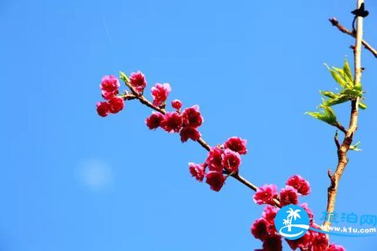 南宁春天赏花地点有哪些 2018南宁赏花地址+门票