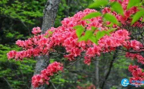 2018大围山杜鹃花节怎么去+观赏路线