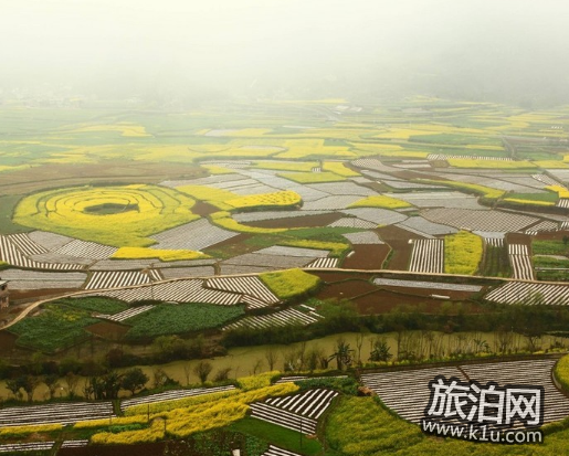 贵州油菜花景点在哪里