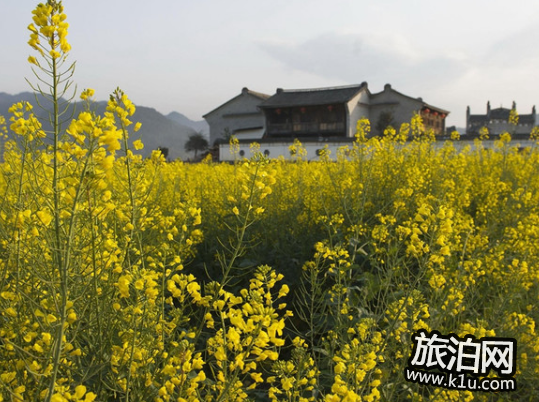 2018春季济南赏花攻略花期+地点+交通