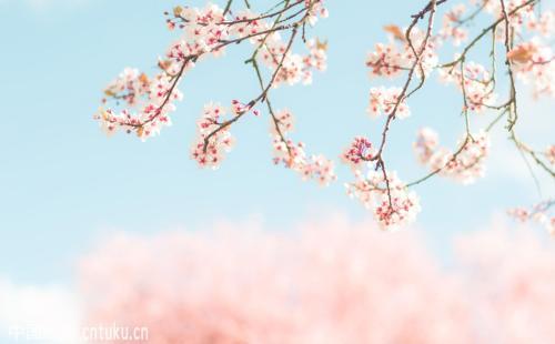 2018日本樱花开放预测 2018年日本赏樱时间表