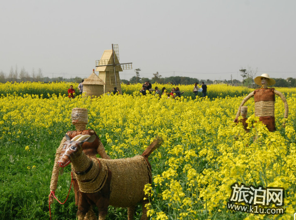 全国油菜花开放时间2018