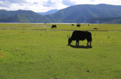 去云南玩怎么样  云南有哪些好玩的旅游景点