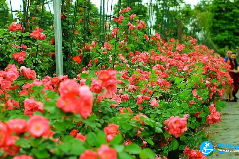 2018郫都花乡玫瑰赏花节怎么去+交通攻略