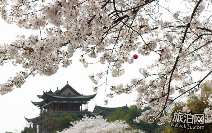 2018武汉大学樱花节要门票吗 怎么预约流程