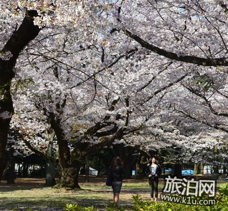 东京的樱花什么时候开2018  东京看樱花的地方推荐