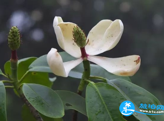 深圳赏花时间表2018年 2018深圳赏花攻略花期+地点