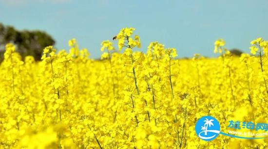 南宁春天赏花地点有哪些 2018南宁赏花地址+门票