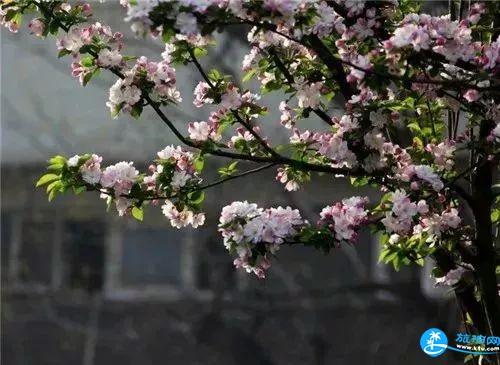 2018天津赏花的好地方推荐