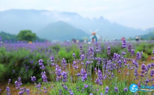 仙居薰衣草什么时候开 仙居薰衣草怎么走