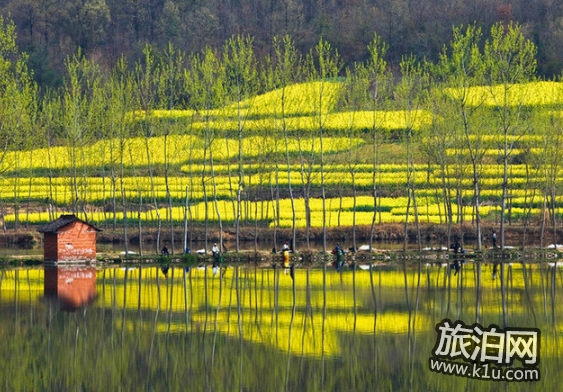 2018汉中油菜花什么时候开 汉中油菜花赏花攻略