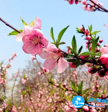 西安哪里可以赏花 西安赏花攻略2018花期+地址+门票+交通