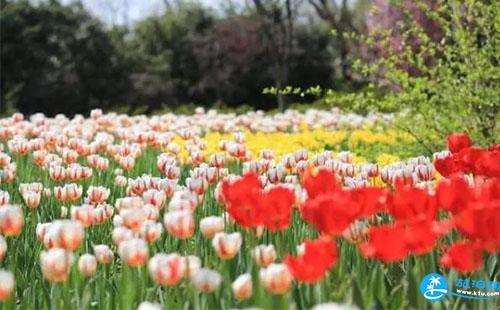 2018西溪花朝节门票价格+时间+地点