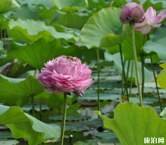 上海哪里可以看荷花 2018上海看荷花的地方