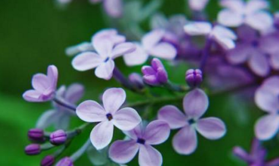 2018石家庄黑山大峡谷丁香花节门票+时间