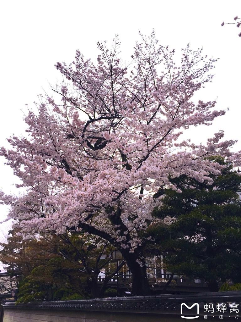 怎么从大阪到奈良 奈良大阪的樱花开了吗