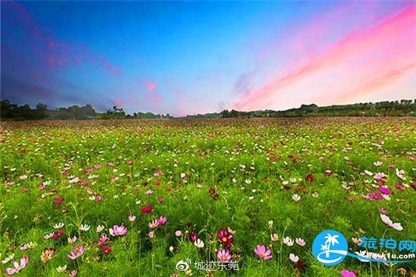 东莞赏花的景点有哪些 2018东莞春天赏花攻略花期+地点