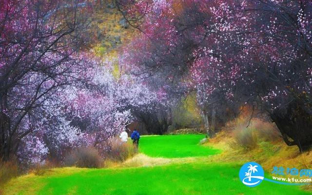 林芝赏桃花路线推荐2018