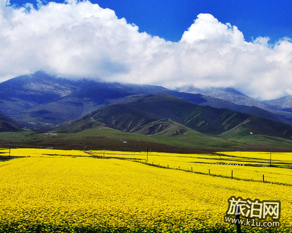 青海湖油菜花什么时候开 青海湖油菜花攻略2018