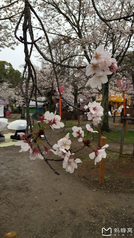 怎么从大阪到奈良 奈良大阪的樱花开了吗
