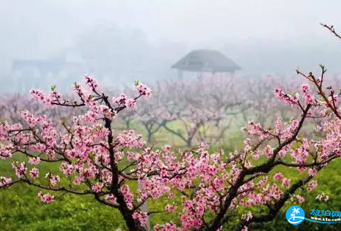 2018无锡阳山桃花节门票+花期+路线+交通