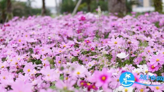 南宁春天赏花地点有哪些 2018南宁赏花地址+门票