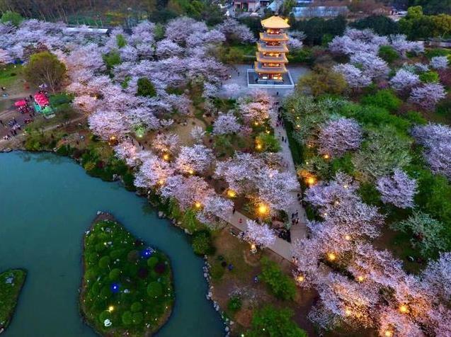 武汉东湖磨山樱园门票价格介绍 附樱园夜景攻略