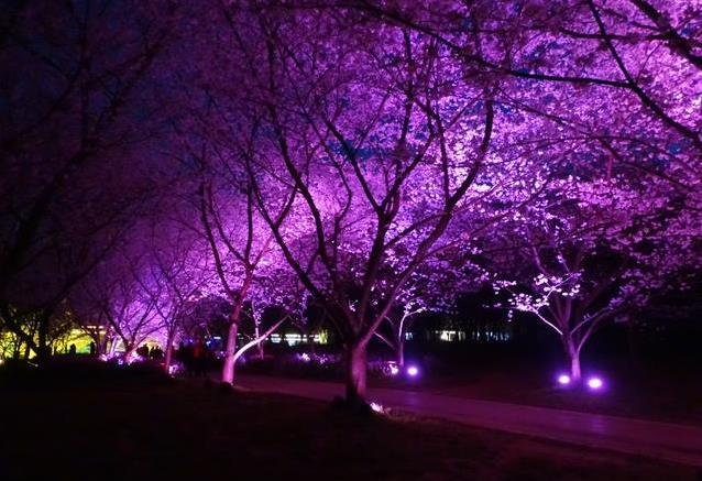 武汉东湖磨山樱园门票价格介绍 附樱园夜景攻略