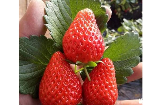 北京兴寿冬草莓采摘时间 地址+草莓价格