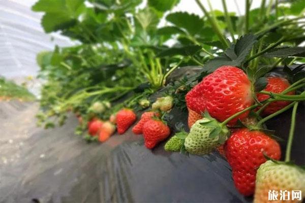 息烽县草莓种植基地有哪些