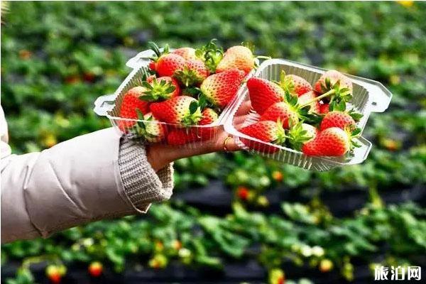 徐州草莓采摘园在哪里 采摘地推荐