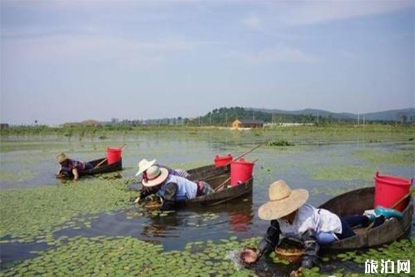 哪里生产莼菜 中国哪里的莼菜最好