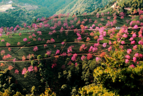 2022大理无量山樱花谷花期 大理冬樱花在哪里