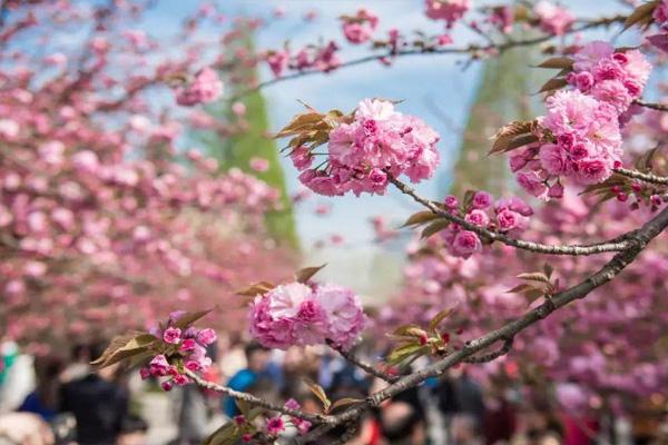 合肥赏樱花的地方 合肥赏樱地点