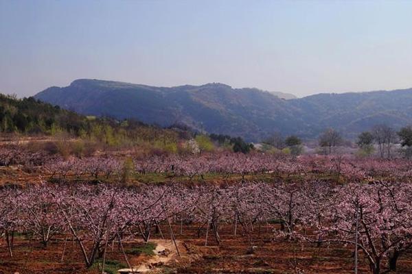 2022北京平谷桃花什么时候开 附赏花路线