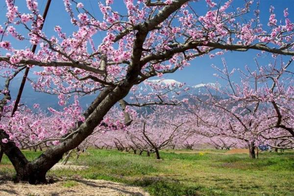 舟山桃花岛桃花什么时候开2022 舟山桃花岛几月份去最好