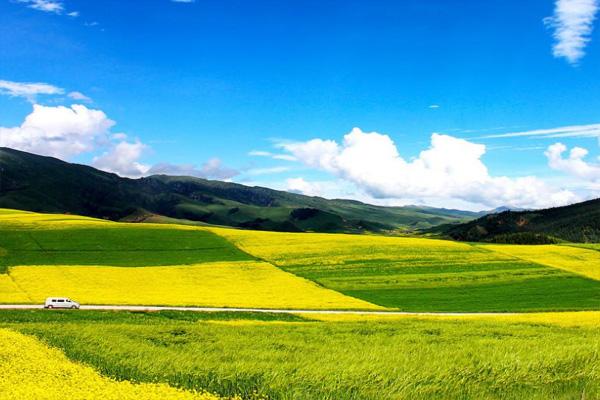 门源油菜花海在哪里2022 门源油菜花海的最佳观赏季节