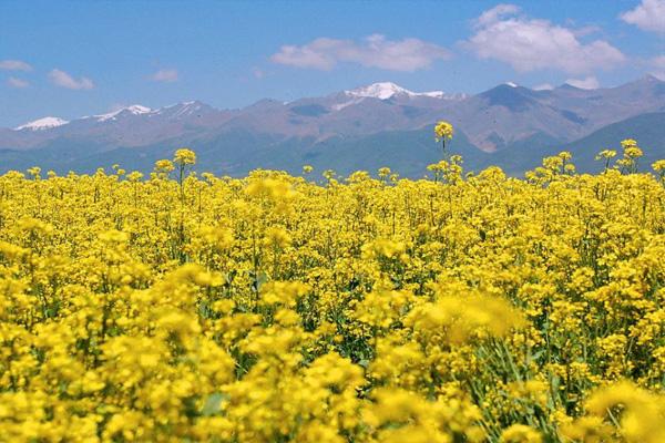 门源油菜花海在哪里2022 门源油菜花海的最佳观赏季节