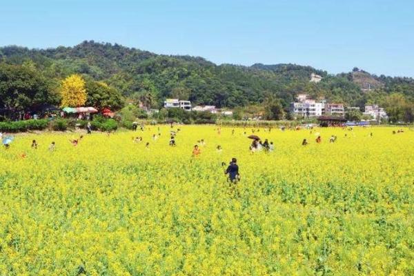 2022广州花都梯面油菜花开了吗 附观赏指南