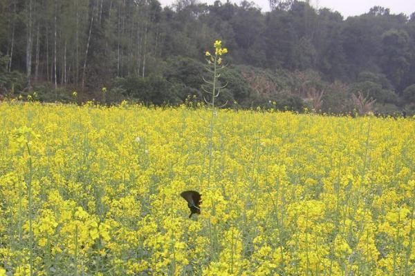 2022广州花都梯面油菜花开了吗 附观赏指南