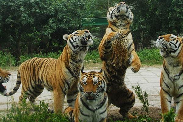 深圳野生动物园攻略旅游攻略一天