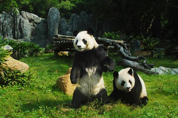 深圳野生动物园攻略旅游攻略一天