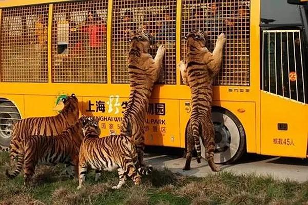 上海野生动物园购票指南及游玩攻略