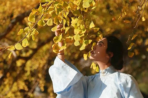 咸阳市兴平银杏文化节购票指南