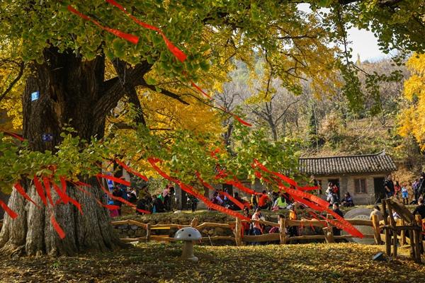 随州千年银杏谷景区门票优惠政策